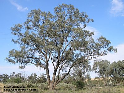 Eucalyptus largiflorens tree 1